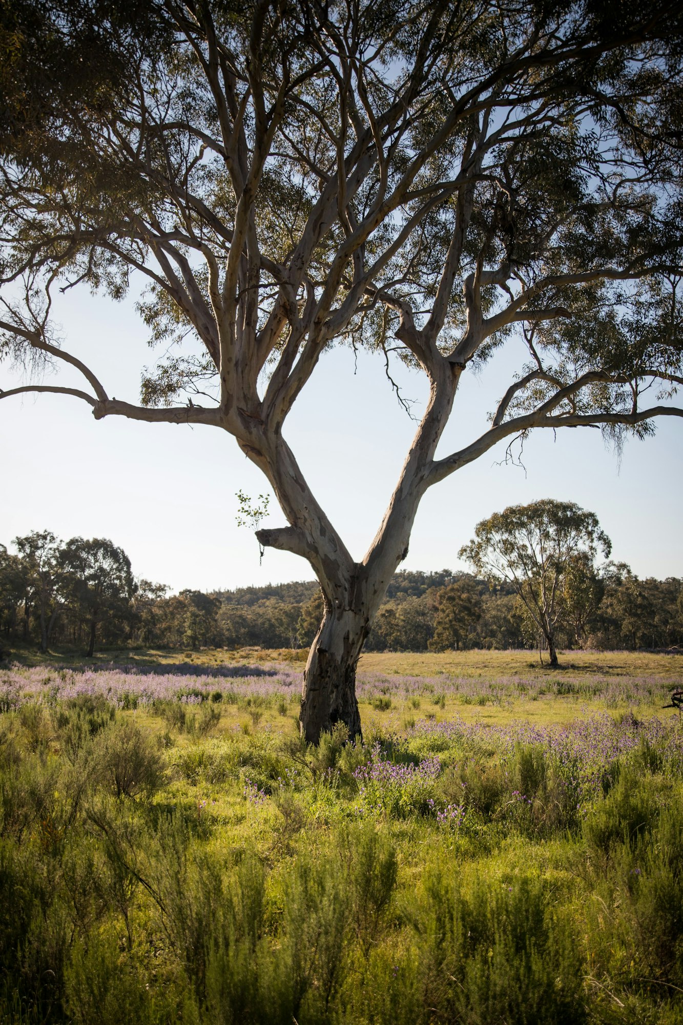 A field of purple flowers at sunset with gum tree in the outback Australia